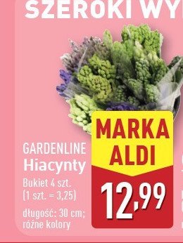 Hiacynty GARDEN LINE promocja w Aldi