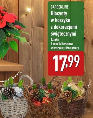 Hiacynty w koszyku z dekoracjami świątecznymi promocja w Aldi