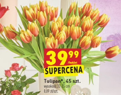Tulipany 32-35 cm promocja