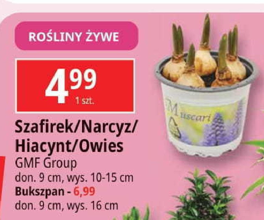 Szafirek don. 9 cm Gmf group promocja