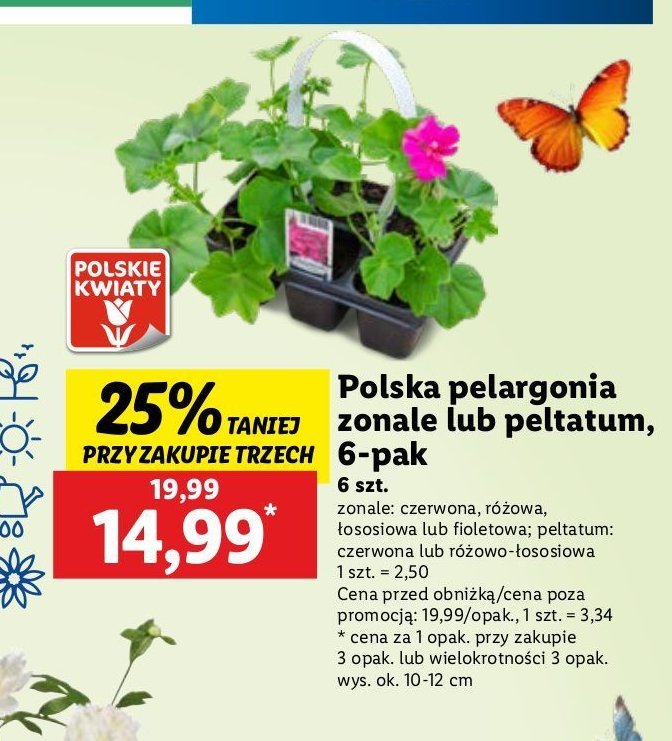 Pelargonia peltatum czerwona promocja