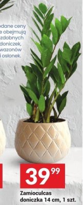 Zamioculcas doniczka promocja w Twój Market