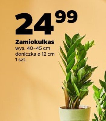 Zamiokulkas promocja w Netto