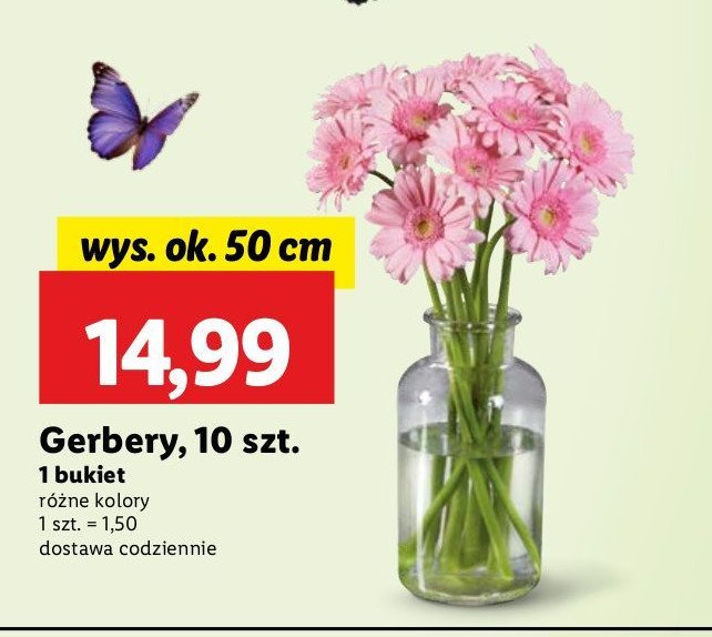 Gerbery promocja