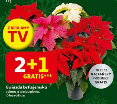 Gwiazda betlejemska poinsecja wielopęd, różne rodzaje promocja w Auchan