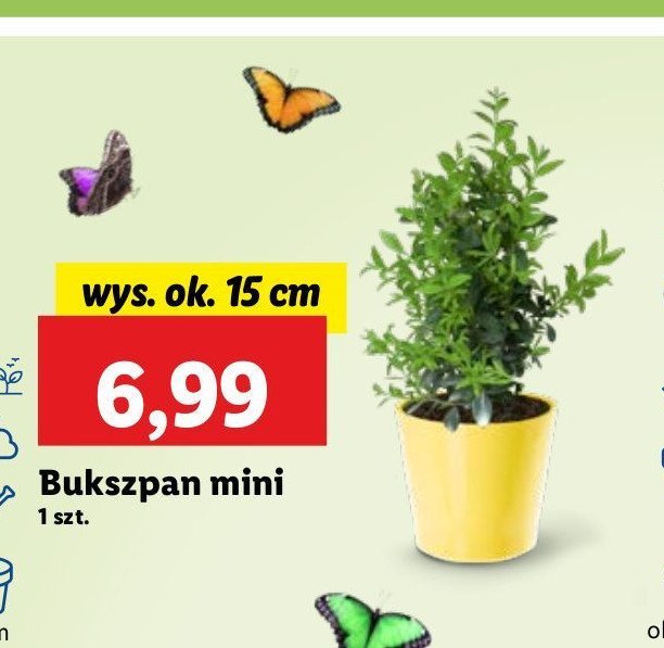 Bukszpan mini 15 cm promocja