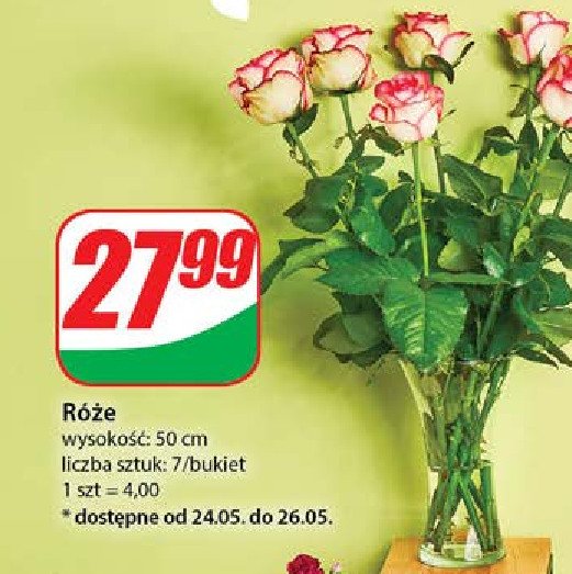Róża 50 cm promocja