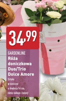 Róża trio dolce amore GARDEN LINE promocja