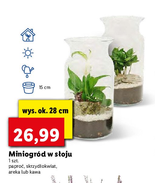 Miniogr贸d w s艂oju 15 cm areka promocja