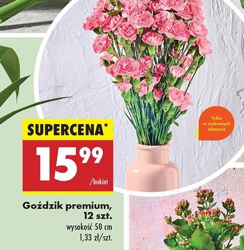 Goździki premium 50 cm promocja w Biedronka