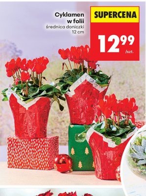 Cyklamen w folii, średnica doniczki 12 cm promocja w Biedronka