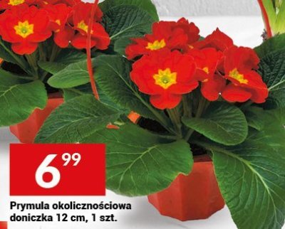 Prymula okolicznościowa doniczka 12 cm, 1 szt. promocja w Twój Market