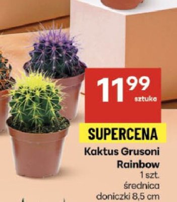 Kaktus Grusoni Rainbow promocja w Delikatesy Centrum