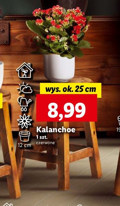 Kalanchoe 12 cm promocja w Lidl