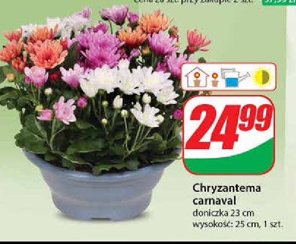 Chryzantema carnawal promocja