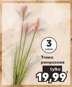 Trawa pampasowa promocja