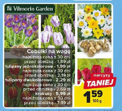 Narcyzy Vilmorin garden promocja