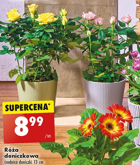 Róża w doniczce śr. 13 cm promocja w Biedronka