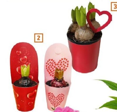 Roślina Hiacynt 3 cebule promocja w OBI