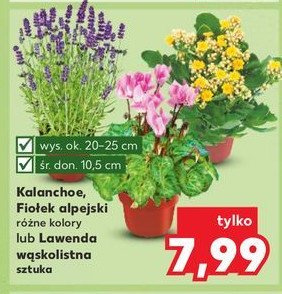 Lawenda wąskolistna promocja