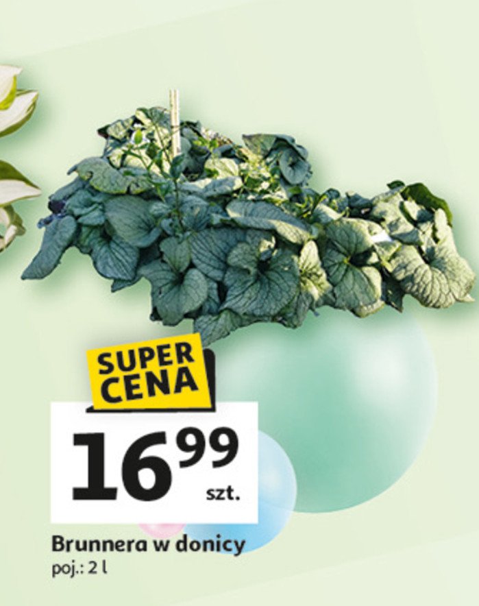 Brunnera don. 2 l promocja