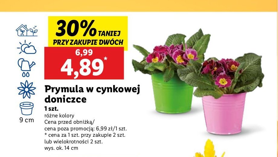 Prymula 9 cm promocja