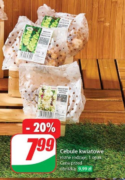 Cebule kwiatowe promocja