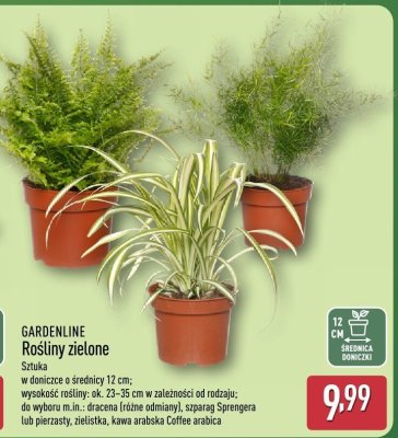 Rośliny zielone  promocja w Aldi