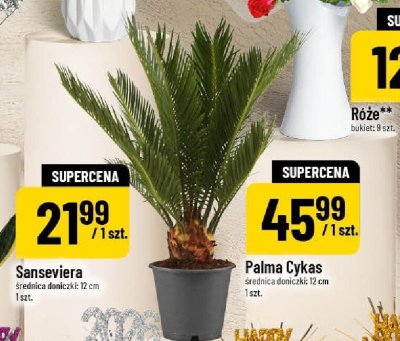 Roślina Sanseviera promocja w POLOmarket