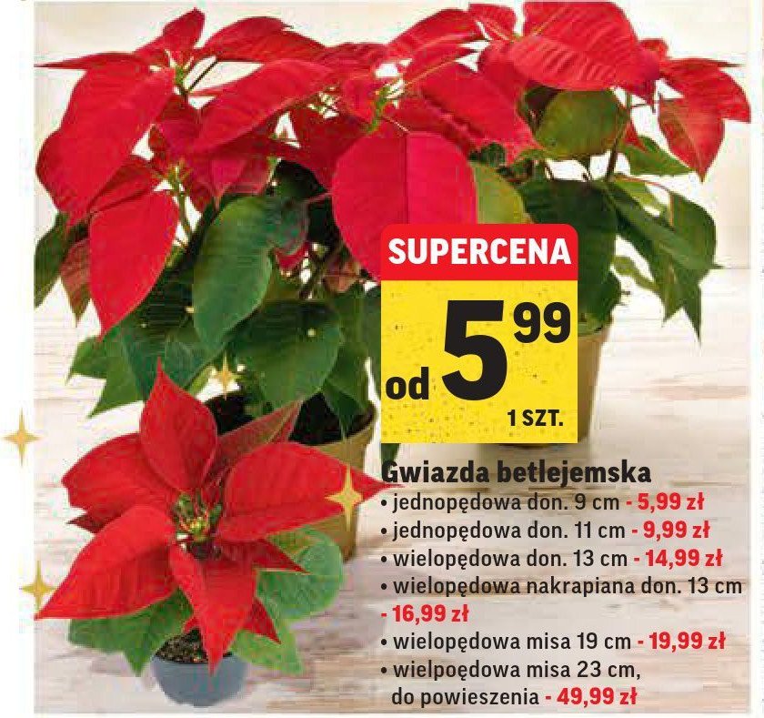 Gwiazda betlejemska wielop臋dowa nakrapiana 13 cm promocja