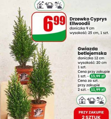 Drzewko Cyprys Ellwoodii doniczka 9 cm promocja w Dino