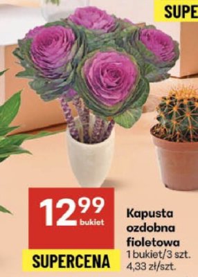 Kapusta ozdobna fioletowa promocja w Delikatesy Centrum