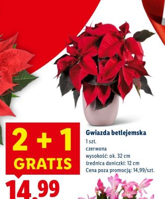 Gwiazda betlejemska czerwona promocja w Lidl