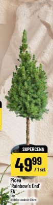 Picea 'Rainbow's End' FA promocja w POLOmarket