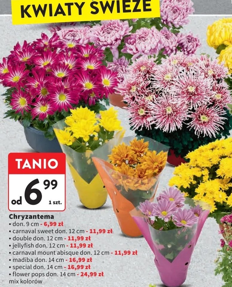 Chryzantema flower pops 14 cm promocja w Intermarche