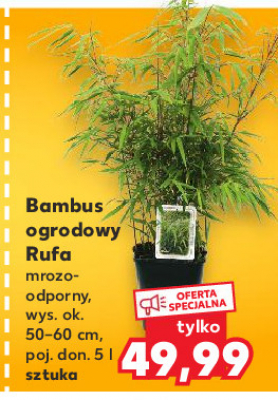 Bambus ogrodowy rufa promocja