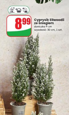 Cyprysik Ellwoodii ze śniegiem doniczka 9 cm promocja w Dino
