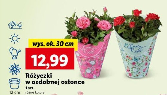 Różyczki w ozdobnej osłonce 30 cm czerwone promocja