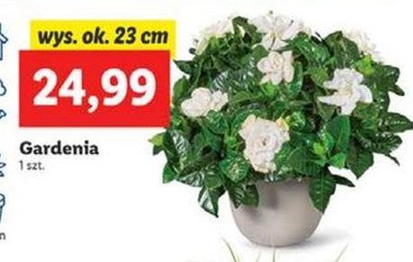 Gardenia promocje