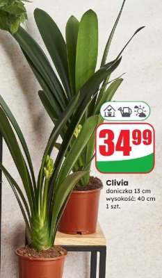 Clivia doniczka 13 cm promocja w Dino
