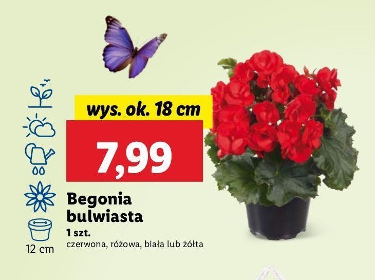 Begonia bulwiasta 18 cm bia艂a promocja
