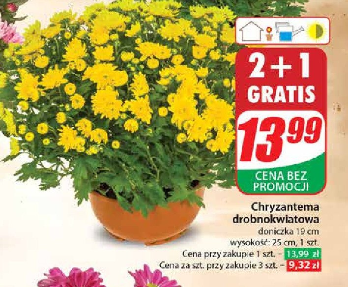 Chryzantema drobnokwiatowa 19 cm promocja