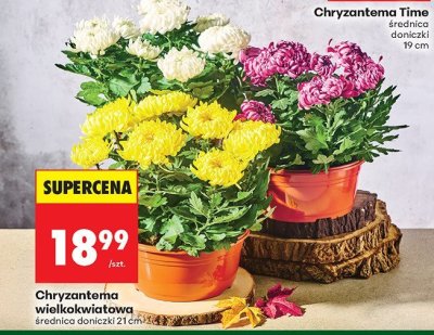 Gazetka, Z ladą tradycyjną, strona 80 promocja w Biedronka