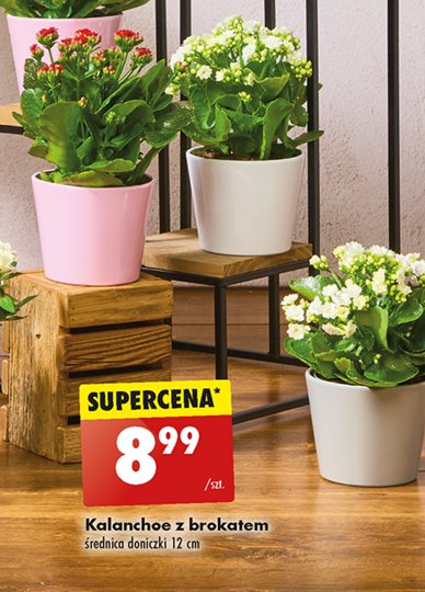 Kalanchoe z brokatem promocja w Biedronka