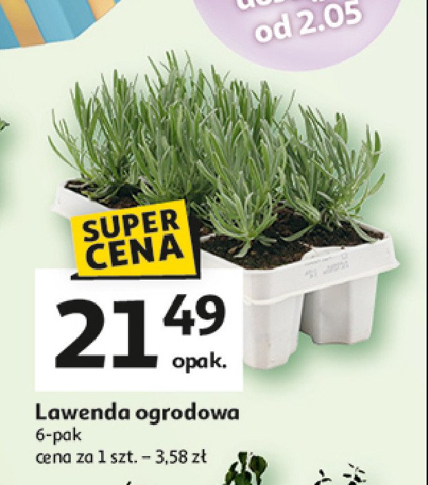 Lawenda promocja w Auchan