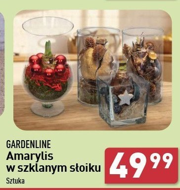 Amarylis świąteczny GARDEN LINE promocja