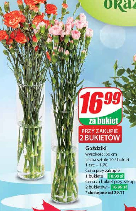 Goździki min. 50 cm promocja w Dino