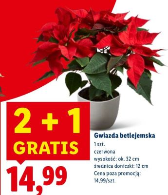 Gwiazda betlejemska czerwona promocja w Lidl