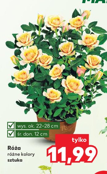 Róża doniczkowa 12 cm promocja