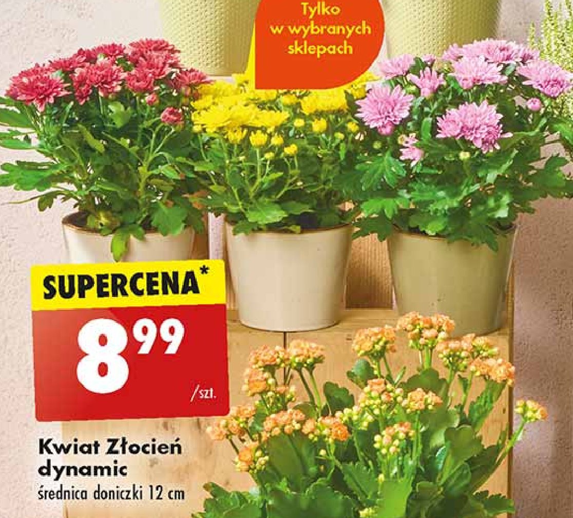 Złocień dynamic 12 cm promocja w Biedronka